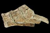Fossil Fish (Ichthyodectes) Caudal Vertebrae - Kansas #146363-1